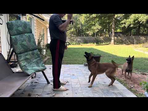 Nero and Lesye Belgian Malinois Germansiper Malinois Dog Lesye este gravidă prevent