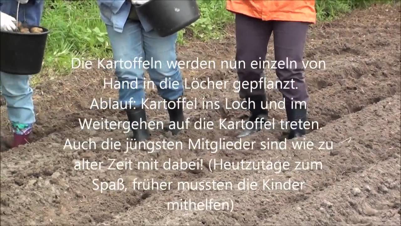 Kartoffeln pflanzen wie zu Oma´s Zeiten