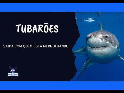 Private Diver - Tubarões