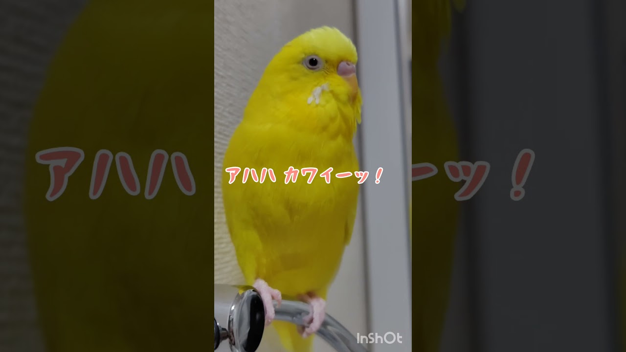 握った足がかわいいトリ