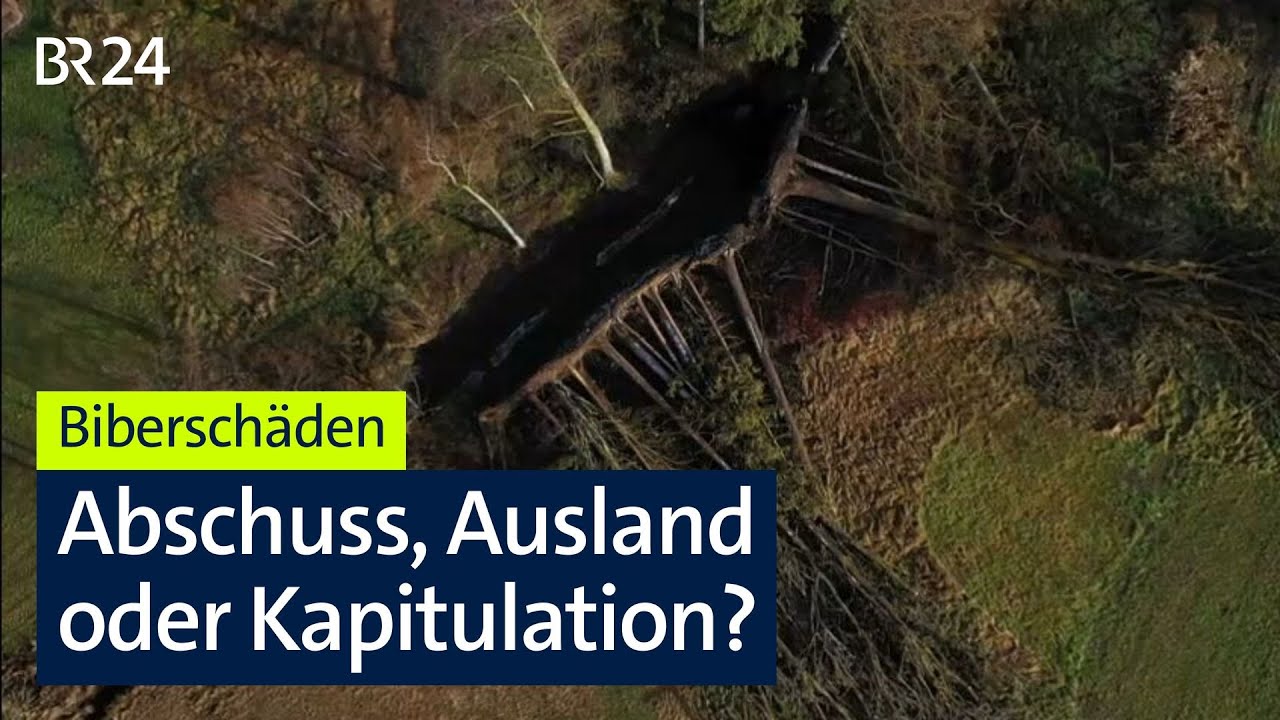 Biberschäden: Müssen wir beim Biberschutz umdenken? | Kontrovers | BR24