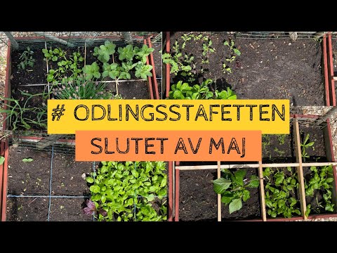 Hur ser det ut i #ODLINGSSTAFETTEN den 29 maj 2022? Skörd och nya sådder