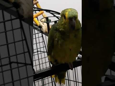 Papagaio aprendendo a cantar atirei o pau no gato
