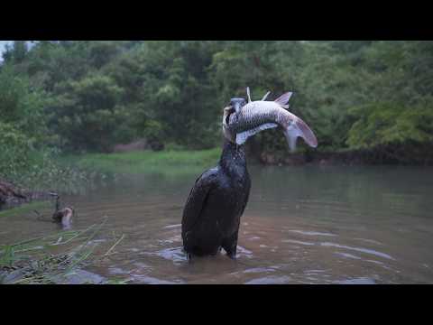 This Bird's Fish Feast Will Shock You!