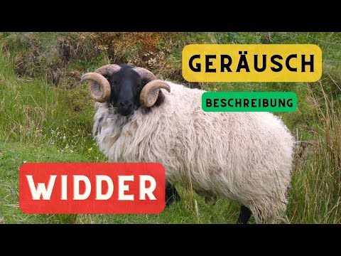 , title : 'Schafgeräusch und Beschreibung 🐑 Schafgeräusche 🔈Schafblöken, Geräusch, das Schafe machen'