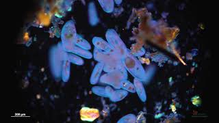 A day in a life of paramecium - Galaxy Edition (4K)