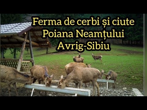 Ferma cu cerbi/Valea Avrigului/Poiana Neamțului/Un loc frumos cu cerbi și ciute!