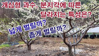 개심형 과수 분지각에 따른 달라지는 특성은? 넓게 벌릴까? 좁게 벌릴까? 이 분지각에 따른 도장지 발생과 과…
