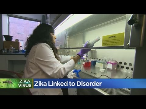 Zika Study Shows Further Evidence Of Disease's Link To Paralyzing Disorder