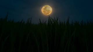 Download lagu Background video pemandangan bulan malam hari mp3 Download lagu Background video pemandangan bulan malam hari mp3