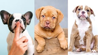 Cute Baby Puppies Video Compilation | Cutest Moment of the Animals | Cutest Puppies Compilation |