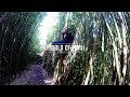 Bamboo Forest / Maui Hawaii / Hike Guide