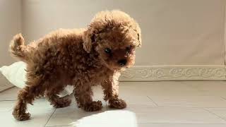 タイニープードルの動画01