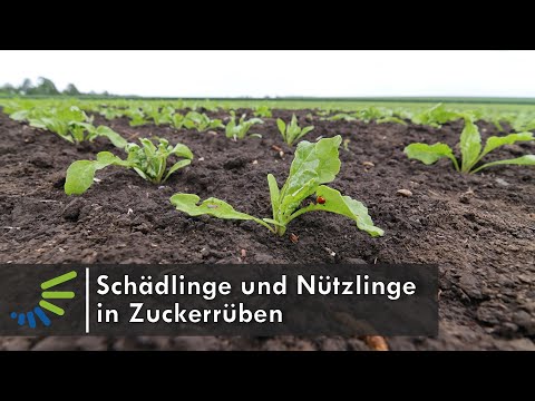 , title : 'Schädlinge und Nützlinge in Zuckerrüben'