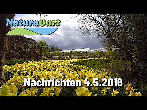 NaturaGart Nachrichten 04.05.2016 - Frühlingsblüte, Tempelteich, Heiraten im Park