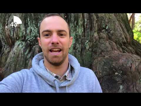 Minute with Matt: Big Redwoods