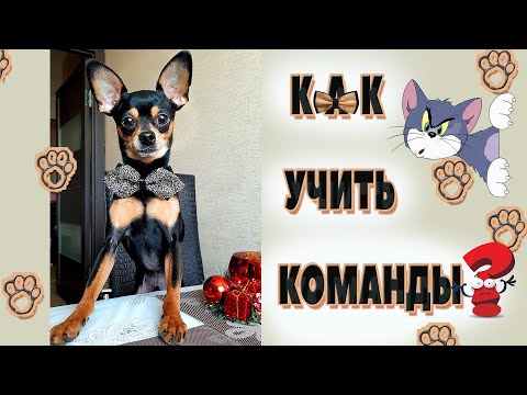 Как научить собаку командам. Простые команды.Часть 1