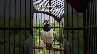 Download lagu MASTERING SADIS (JALAK SUREN SEJALUR ) mp3