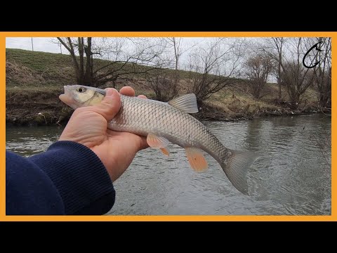 Ultra light chub jigging with micro soft plastic nymphs - Best chub attack, winter river fishing