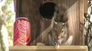 preview picture of video 'Squirrel recycling at Riverview Park in Sebastian, Florida'