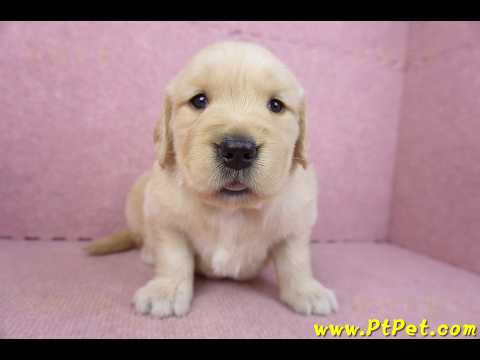 03/12黃金獵犬母幼犬1號