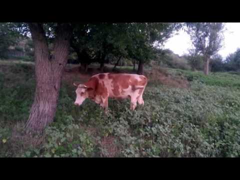 comuna Vrata Mehedinti - scurt documentar