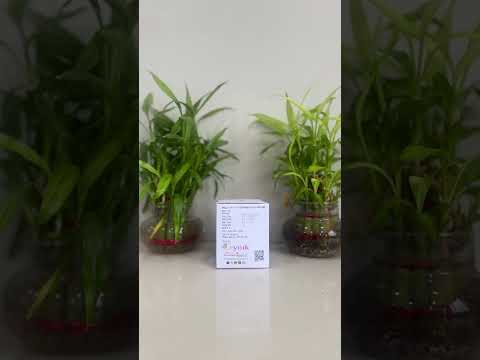 Calcium Carbonate,Vit D3,Methylcobalamin,LMethylfolateCalciumPyridoxal-5-Phosphate(CalonikXT)Tablets