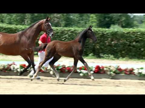 28 Catania Stute v. Cornet Obolensky - Calato