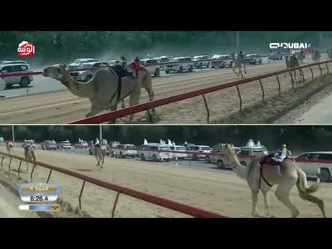 ش 4 سيف الإمارات للحول المفتوح (ريماس) لـ هجن الرئاسة 11:57:00 ، ختامي المرموم 2026/4/2