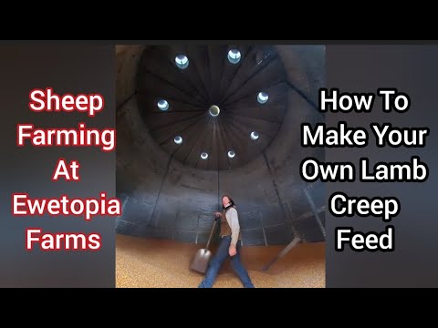 , title : 'Sheep Farming At Ewetopia Farms: How To Make Your Own Lamb Creep Feed'