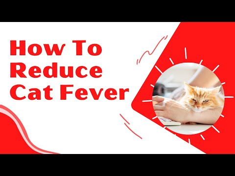How to Reduce Fever in Cats  Steps By Steps ! Cat Health Tips 2021