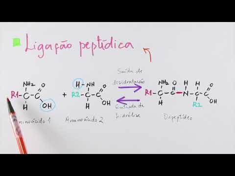 Proteínas - Parte 01