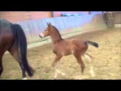 Hengstfohlen v. Escolar-Fürst Fugger