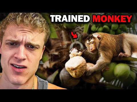 The Worker Coconut Monkey Trade