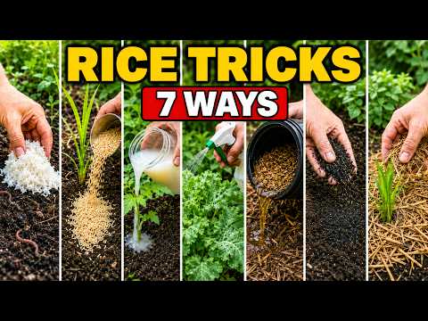 Even Dead Soil Comes Back to Life! 7 Natural Rice Tricks That Actually Work