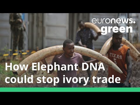 How elephant DNA is being used to disrupt the ivory trade