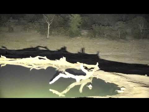 Djuma: Hosana male leopard at pan-Pt:1 - 04:09 - 11/25/18