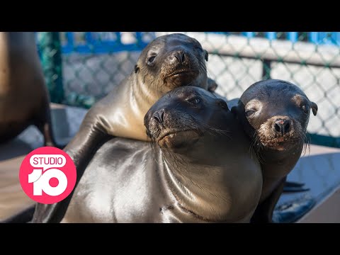 Why Are Sea Lions Dying? | Studio 10