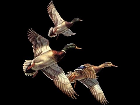 Утки. Осень. Жабоеды.