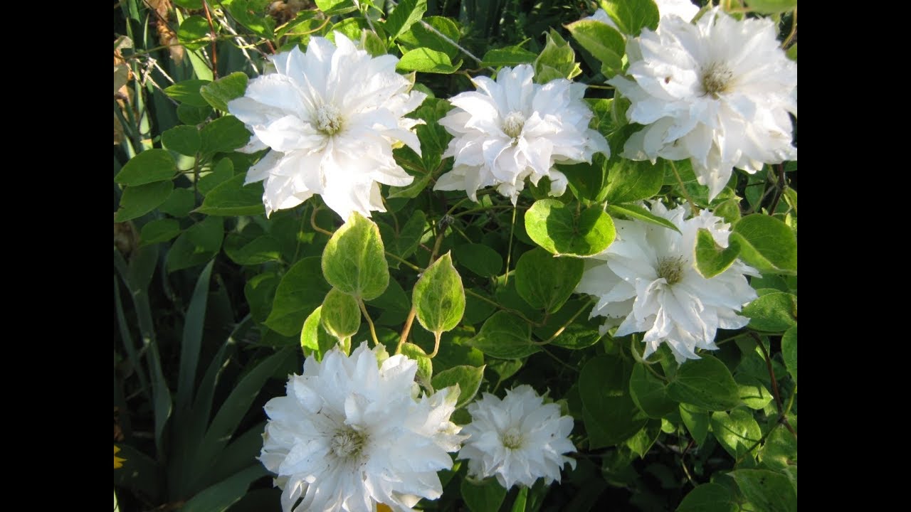 Клематис Мария Склодовская-Кюри(clematis Maria Skłodowska Curie и клематис Иветт Хаури(Yvette Houry)