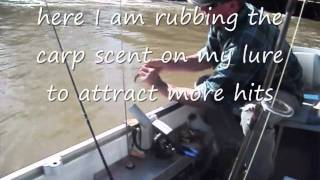 preview picture of video 'MURRAY COD,GOLDEN PERCH,CARP ON LURES easter 2011'