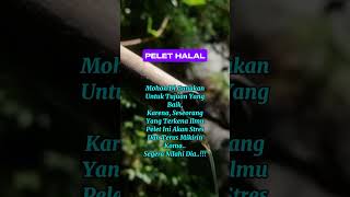 Download lagu ILMU PELET HALAL JARAK JAUH mp3 Download lagu ILMU PELET HALAL JARAK JAUH mp3