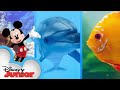 Mickey Mouse Brings Disney Animals To The Funhouse Mickey Mouse Funhouse Disneyjr​
