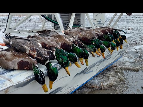 Hunting The Storm! Amazing Mallard Hunt. | Utah Water fowl hunting at it's best. Wasatch Front!
