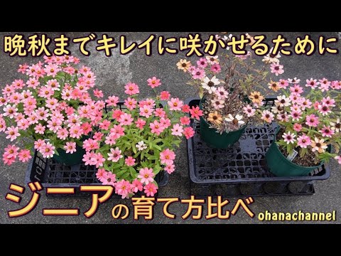 園芸 エレガントなジニア