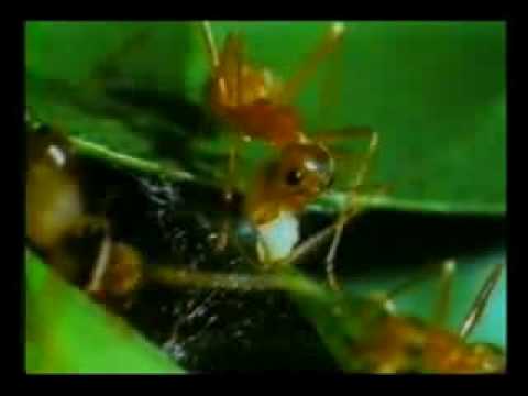 Zoology Proves God Exists - Atheists Wake up - Islam is the Truth 1/4