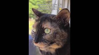 Download lagu Slow down a Cat's chattering. #funny #pets #memes #cute #animals mp3