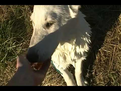 Princess Leias Mr. Blue Twilight Storm White Male Puppy