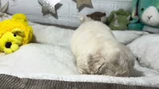 ビションフリーゼの動画01