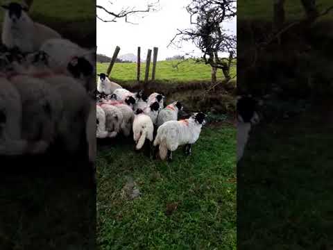 , title : 'Swaledale ewe lambs In Kerry'